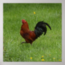 Pesquisar por galos pósteres Aves domésticas