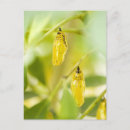 Pesquisar por butterfly cartoes postais Wildlife