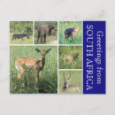 Pesquisar por kruger cartoes postais Parque nacional kruger