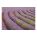 Pesquisar por linhas horizontais pôsteres pósteres Campo