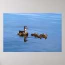 Pesquisar por patos selvagens pôsteres pósteres Aves aquáticas