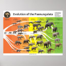 Pesquisar por evolução pósteres Animais