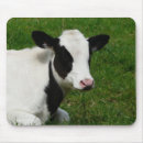 Pesquisar por holstein Pasto