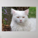 Pesquisar por gato branco pôsteres pósteres Ouro