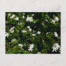 Pesquisar por tropical flowers cartoes postais Tropicais