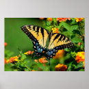 Pesquisar por da borboleta do swallowtail Qualquer pessoa