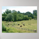 Pesquisar por gado pôsteres pósteres Verão