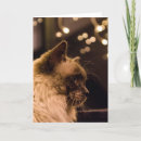 Pesquisar por christmas cat cartoes postais Ragdoll