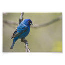 Pesquisar por pássaro da canção pósteres Aves canoras