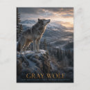 Pesquisar por lobos selvagens cartoes postais Lobo cinzento