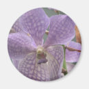 Pesquisar por orquídeas roxas imas Flor