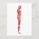 Pesquisar por bíceps cartoes postais Ilustrações biomédicas