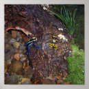 Pesquisar por sapos venenosos Sapos de dardo venenoso