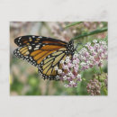 Pesquisar por borboletas cartoes postais inseto