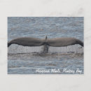 Pesquisar por baleia de humpback Baía