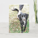 Pesquisar por o de cocker spaniel cartoes Cachorros