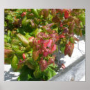 Pesquisar por ivy pôsteres pósteres Paisagem