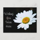 Pesquisar por pastor branco cartoes Flor