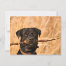 Pesquisar por cão do rottweiler cartoes postais Malandra