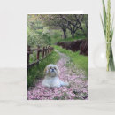 Pesquisar por tzu shitzu cartoes Shihtzu