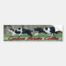 Pesquisar por collies de beira Agilidade