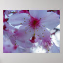Pesquisar por flor cerejeira sakura pósteres Plantas