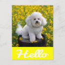 Pesquisar por frise do bichon cartoes Feliz aniversário