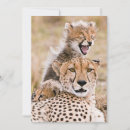 Pesquisar por kenya cartoes Animais selvagens