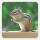 Pesquisar por chipmunk adesivos Natureza