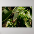 Pesquisar por planta da orquídea Flor
