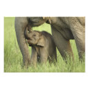 Pesquisar por elefante indiano pósteres Vida selvagem