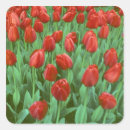 Pesquisar por campos tulipas adesivos Paisagem