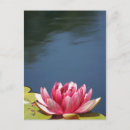 Pesquisar por lilly cartoes postais Flores