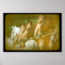Pesquisar por mostre o pósteres Equestre