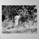 Pesquisar por photographic Black and white