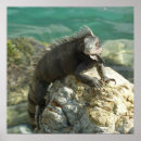 Pesquisar por iguana verde pôsteres pósteres Para todos