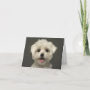 Pesquisar por maltese puppy cartoes Cachorrinho