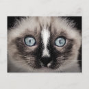Pesquisar por gato persa branco cartoes postais Gatinho
