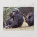 Pesquisar por chimpanzé do bebê cartoes postais Macaco