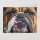 Pesquisar por inglês engraçado cartoes postais Buldogue