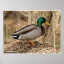 Pesquisar por patos selvagens pôsteres pósteres Drake