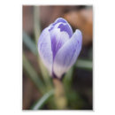 Pesquisar por açafrão roxo Flora