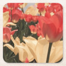 Pesquisar por tulips porta copos Qualquer pessoa