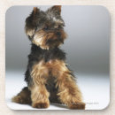 Pesquisar por yorkshire terrier porta copos Comprimento completo