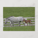 Pesquisar por raça pura cartoes postais Animal