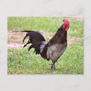 Pesquisar por galinha azul cartoes postais Galo