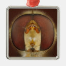 Pesquisar por fundo colorido ornamentos Animal