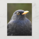 Pesquisar por passarinho bonito cartoes postais Aves
