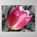 Pesquisar por flor cor de rosa da tulipa Fotografia