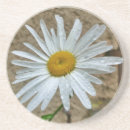 Pesquisar por vulgare do leucanthemum Marguerite
